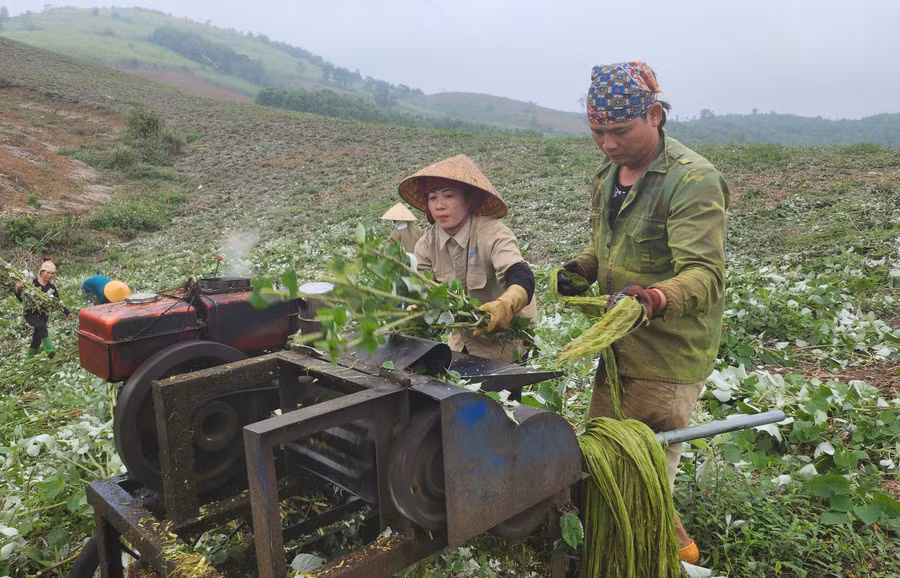 Nông dân thu hoạch gai xanh tại huyện Cẩm Thủy, Thanh Hóa.