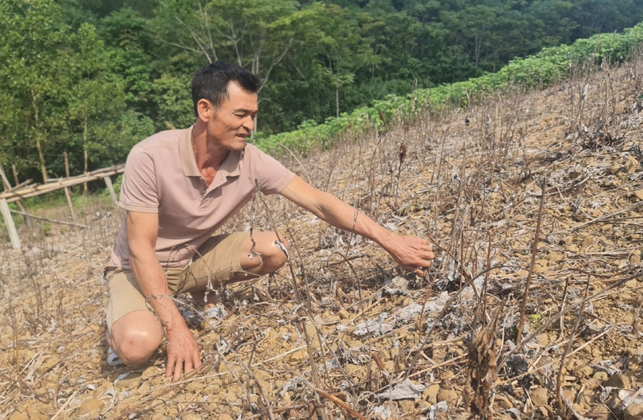 Người dân phá bỏ cây gai xanh để thay thế cây khác. Người dân phá bỏ cây gai xanh để thay thế cây khác.