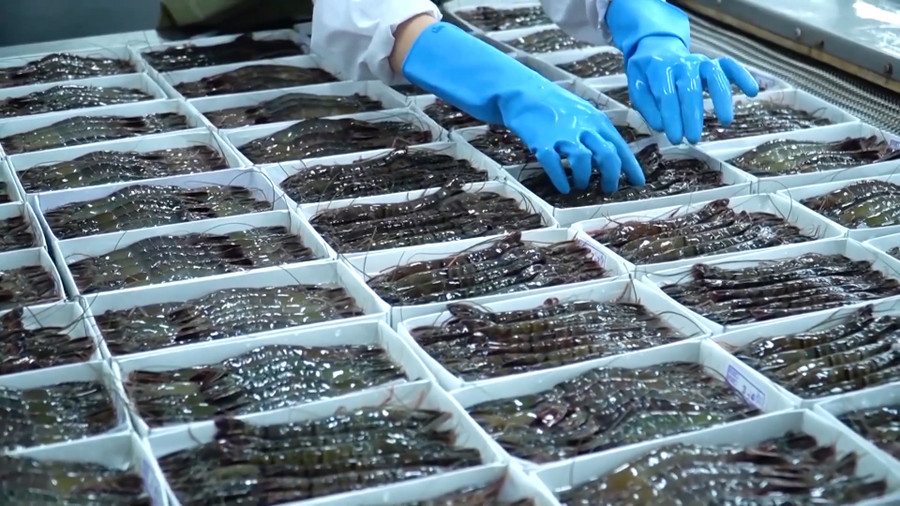 Tôm là mặt hàng chính trong xuất khẩu thủy sản tại các tỉnh ĐBSCL.