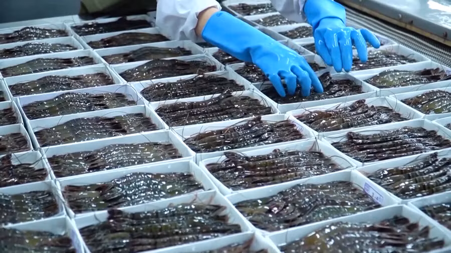 Tôm là mặt hàng chính trong xuất khẩu thủy sản tại các tỉnh ĐBSCL.