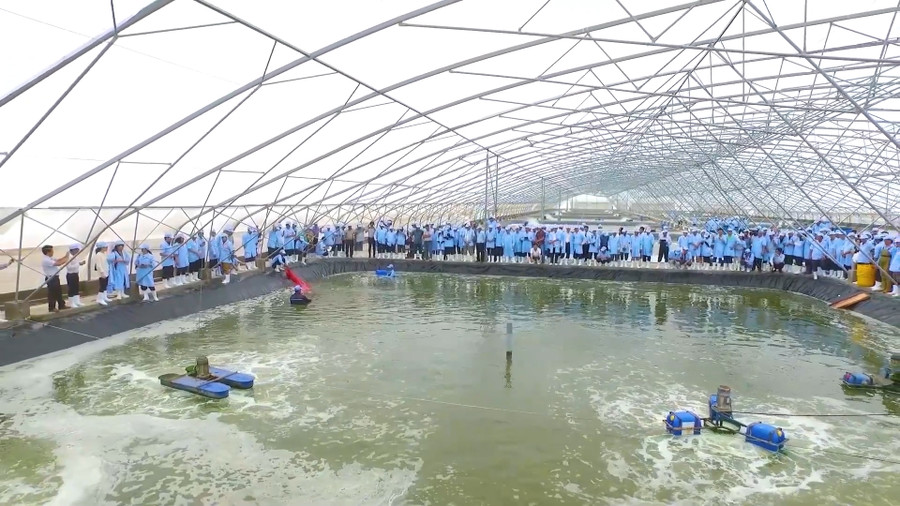 Mô hình nuôi tôm siêu thâm canh phát triển mạnh tại các tỉnh Cà Mau và Bạc Liêu.