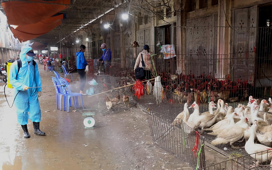 Cúm gia cầm diễn biến bức tạp, có nguy cơ lây lan từ gia cầm không rõ nguồn gốc. Ảnh minh họa: ITN.