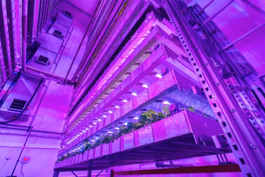 Trang trại thẳng đứng GigaFarm sử dụng phương pháp thủy canh và đèn LED để trồng cây trong nhà.