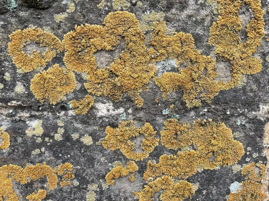 Các lớp vỏ sinh học rất phổ biến trên Vạn Lý Trường Thành. Các lớp vỏ sinh học rất phổ biến trên Vạn Lý Trường Thành.