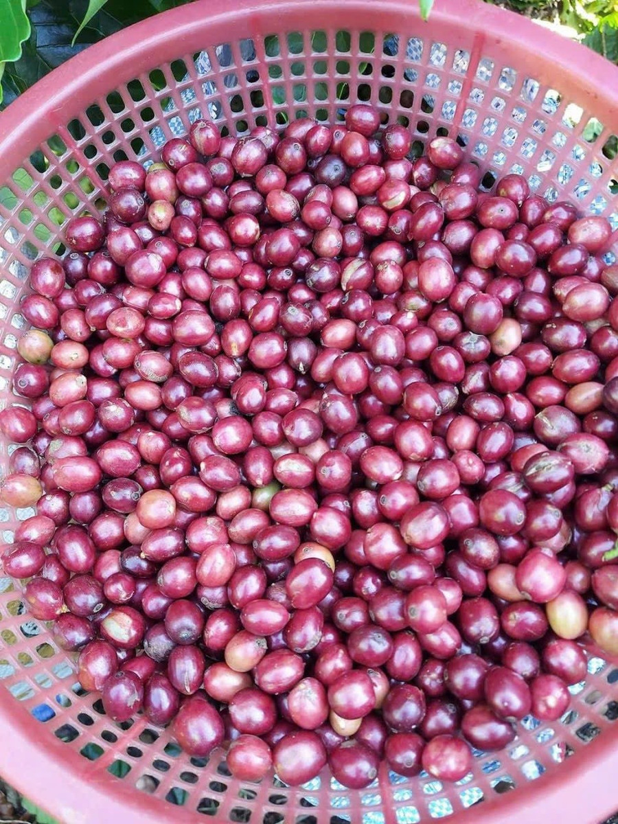 Hạt cà phê. Hạt cà phê.