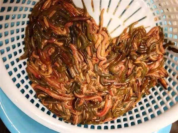 Rươi có giá trị dinh dưỡng cao.