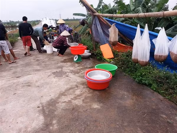 Rươi được coi là “lộc trời”. Mỗi cân rươi có giá trị lên tới 600 nghìn đồng khi được giá.