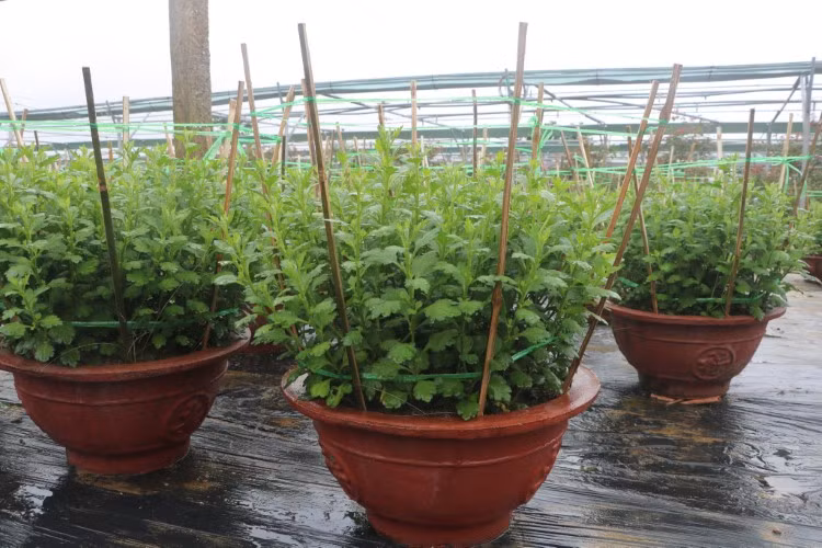 Hoa cúc đang sinh trưởng tốt, bảo đảm nở đúng thời điểm để nông dân cung cấp cho thị trường.