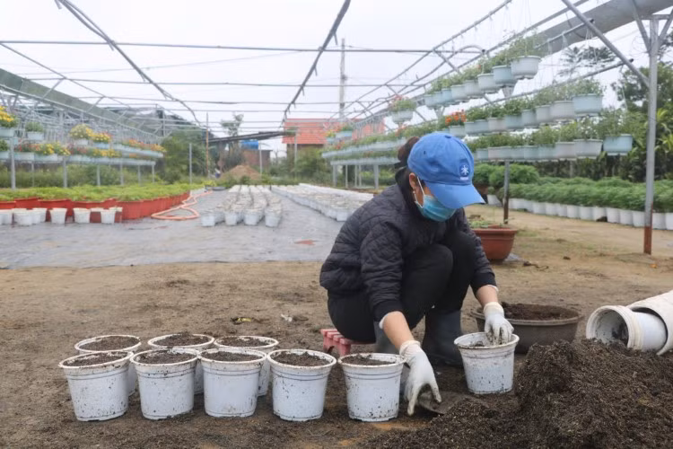 Các xã viên của Hợp tác xã sản xuất kinh doanh dịch vụ hoa cây cảnh Vân Dương luôn túc trực ngoài vườn để chăm sóc hoa các loại.