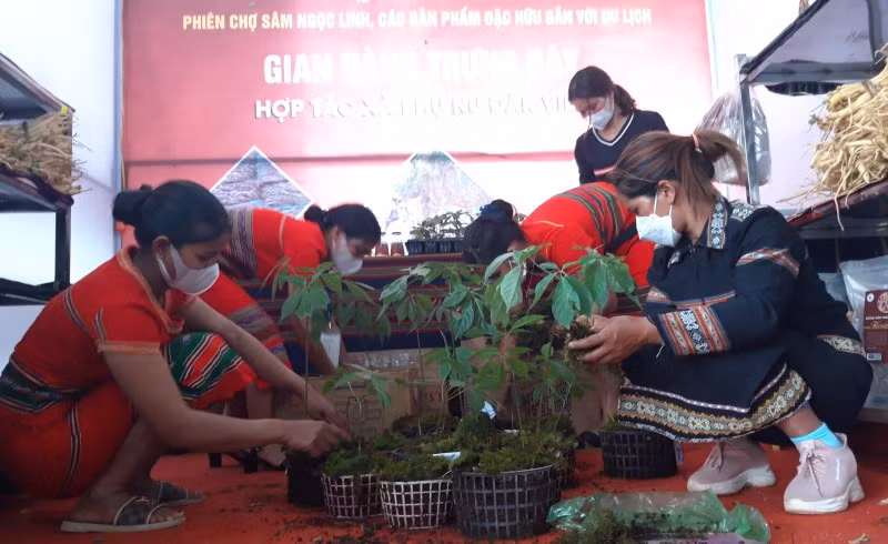 Những cây sâm Ngọc Linh được đưa đến phiên chợ trưng bày và bán cho khách hàng.
