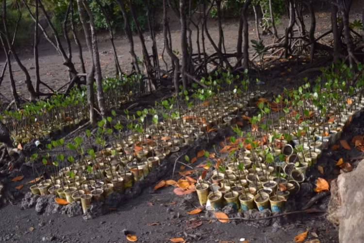 Cây con trồng trong cốc sữa chua được nhặt từ các bãi biển ở Mombasa.