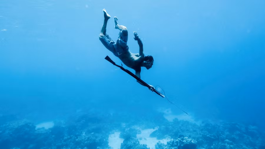 Người Bajau có thể lặn sâu xuống nước mà không cần thiết bị bảo hộ.