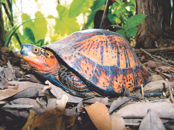 Tất cả các loài rùa cạn và rùa nước ngọt đều được bảo vệ theo quy định của Luật