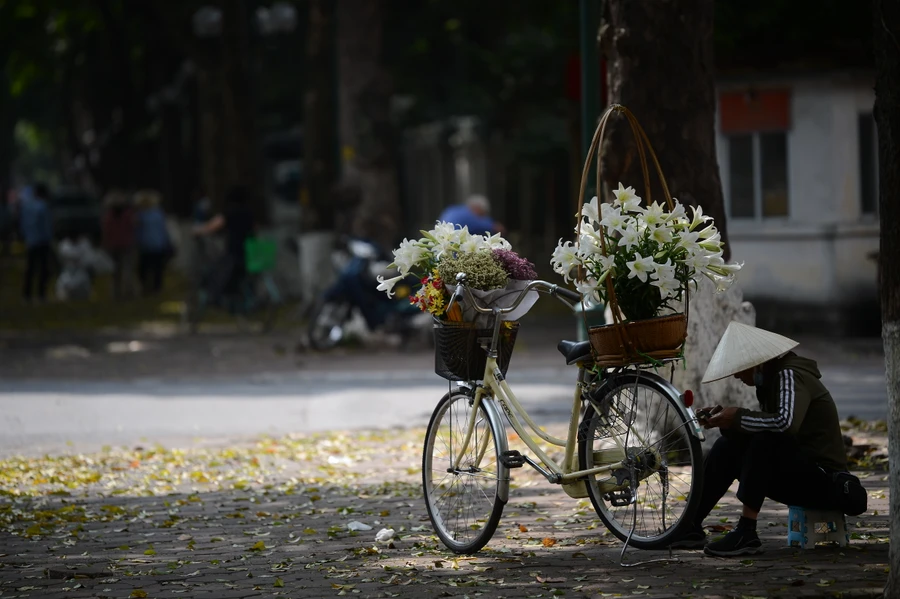 Tinh khôi mùa hoa loa kèn xuống phố