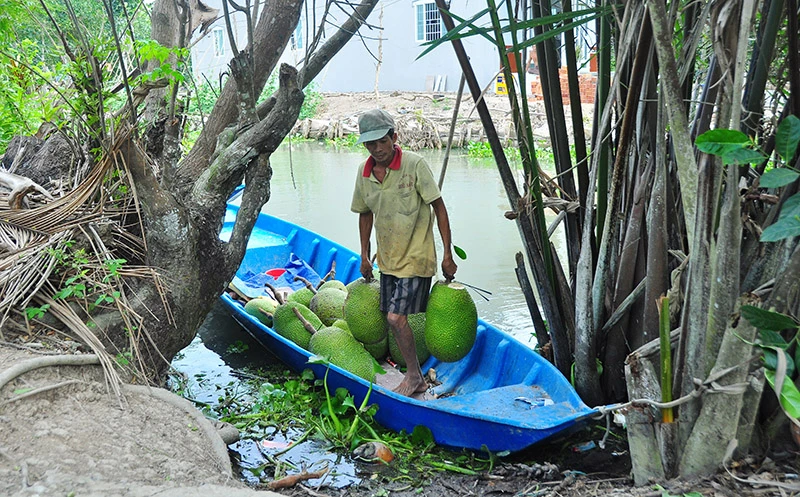 Trái cây rớt giá, chủ vựa “ngồi khóc trên đống lửa”!