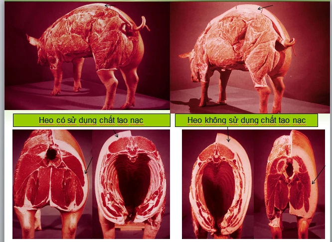 Sự khác nhau độ dầy da lưng của lợn có sử dụng và không sử dụng hợp chất nhóm â- agonist. Nguồn: Hội Chăn nuôi Việt Nam