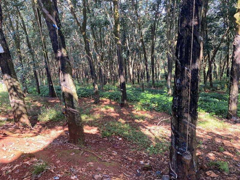 Diện tích cao su được đưa ra đấu giá. Ảnh: Dương Hùng Diện tích cao su được đưa ra đấu giá. Ảnh: Dương Hùng