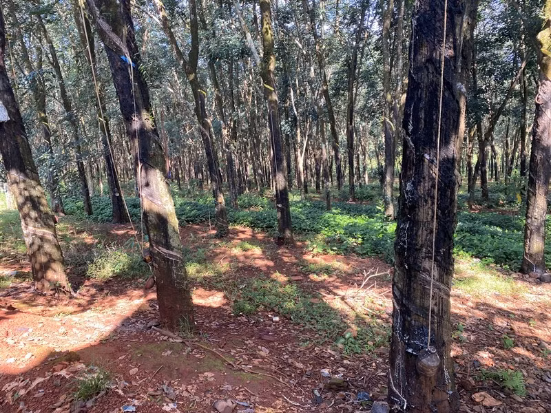 Diện tích cao su được đưa ra đấu giá. Ảnh: Dương Hùng