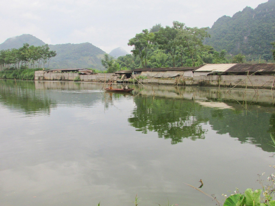 Ông Hữu thuê 2 ao tù rộng khoảng 2ha để cải tạo, nuôi cá tại bản Ban. Ông Hữu thuê 2 ao tù rộng khoảng 2ha để cải tạo, nuôi cá tại bản Ban.