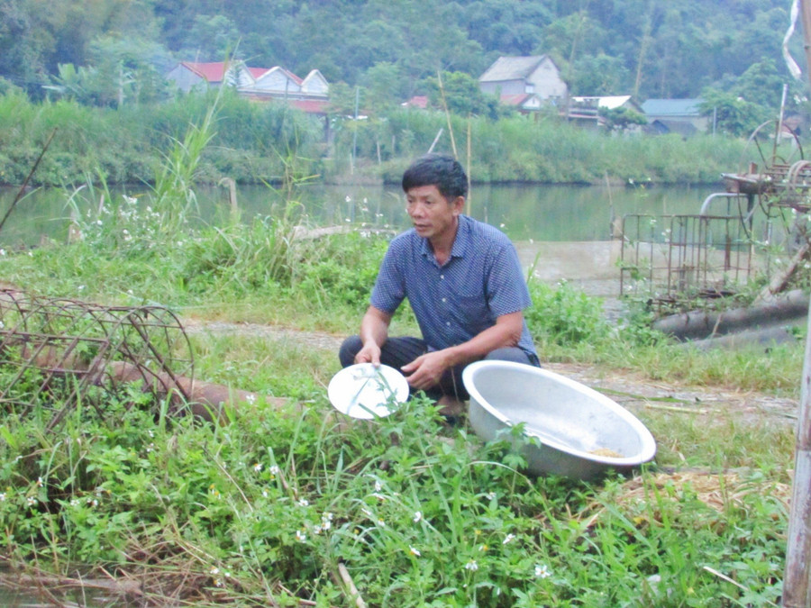 Hàng ngày, ông Hữu đều xuống ao theo dõi quá trình phát triển của đàn cá. Hàng ngày, ông Hữu đều xuống ao theo dõi quá trình phát triển của đàn cá.