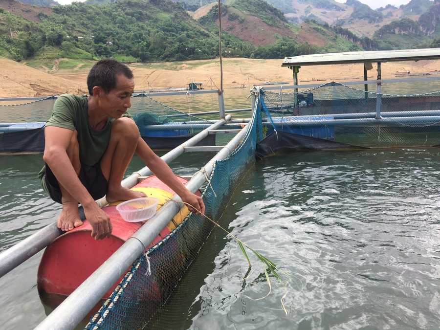 Ông Bân đang quan sát và cho cá ăn cỏ voi. Ông Bân đang quan sát và cho cá ăn cỏ voi.