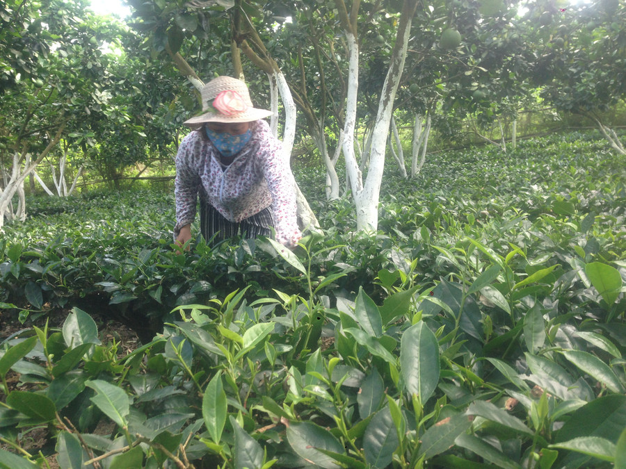 Chị Tuyết đang chăm sóc vườn chè tại vườn. Chị Tuyết đang chăm sóc vườn chè tại vườn.