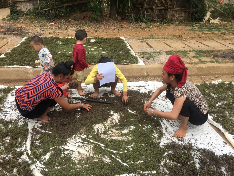 Hiện nay, một số hộ dân ở Thuận Châu có thu nhập cao từ trồng cây mắc khén.