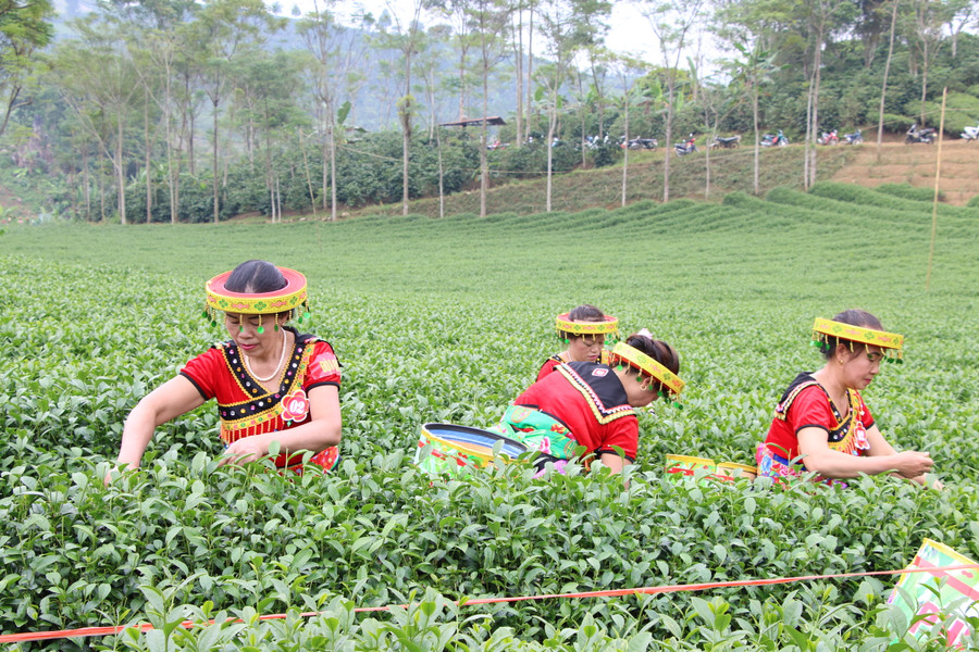 Cây chè đã mang lại thu nhập cao cho người dân. Cây chè đã mang lại thu nhập cao cho người dân.