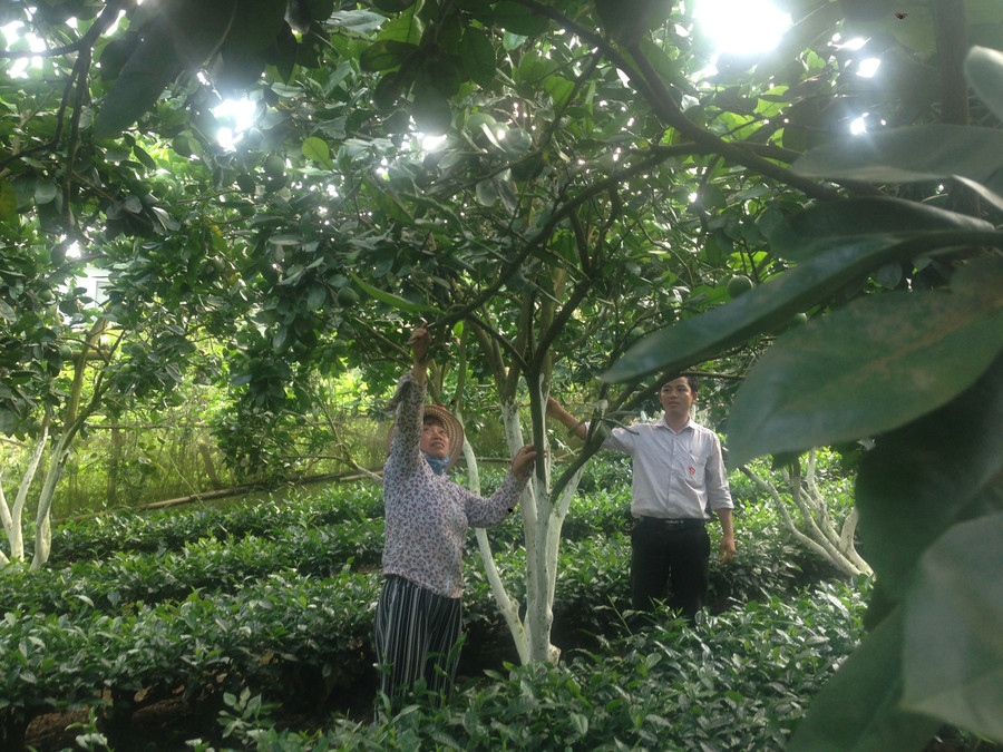 Huyện Thuận Châu hỗ trợ kỹ thuật, giúp người dân trồng xen canh cây chè dưới tán cây ăn quả.