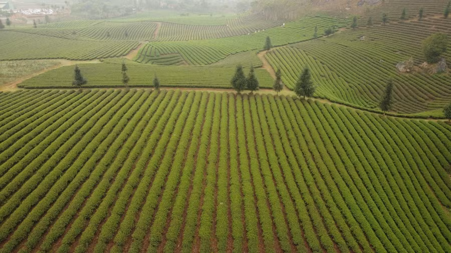Toàn cảnh khu vực trồng chè ở xã Phổng Lái.