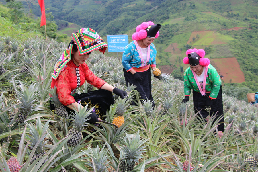 Bà con nông dân ở xã Co Mạ đang chăm sóc vườn dứa Queen. Bà con nông dân ở xã Co Mạ đang chăm sóc vườn dứa Queen.