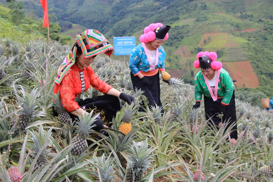 Bà con nông dân ở xã Co Mạ đang chăm sóc vườn dứa Queen.