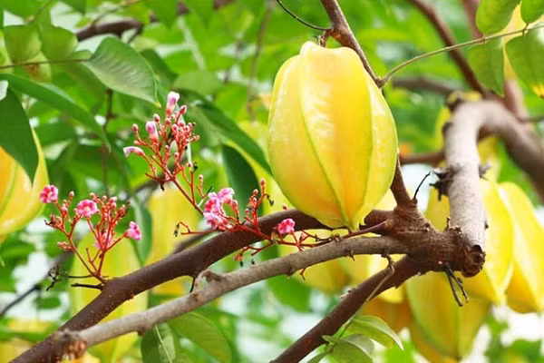 Cây khế cha trồng