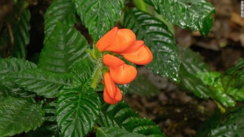 Gasteranthus extincus được phát hiện trong rừng mây ở Ecuador. 