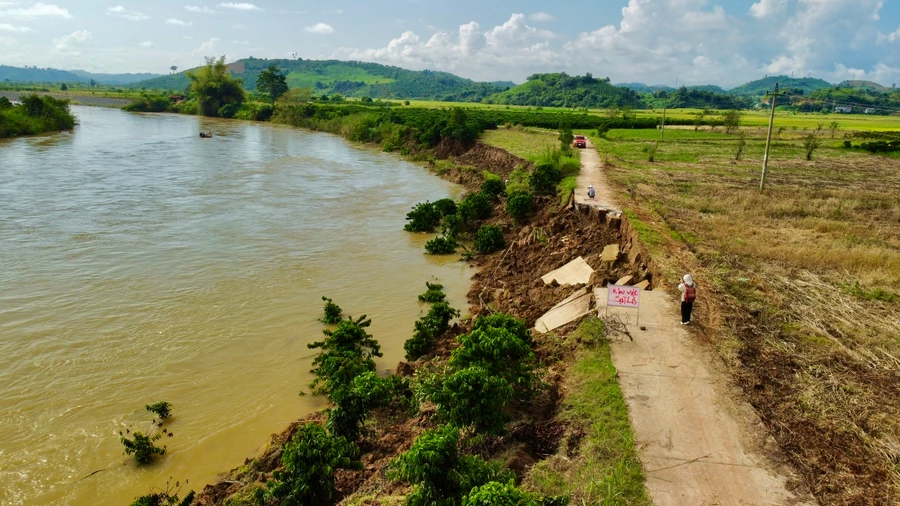 Một vườn cà phê của người dân ở huyện Krông Nô bị sạt lở không còn khả năng sản xuất. Ảnh: TT