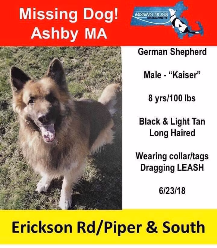 Chú chó mất tích gần 1 năm bất ngờ được chủ tìm thấy 