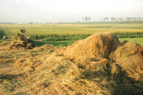 Phụ phẩm rơm rạ là nguyên liệu tạo ra nhiều sản phẩm có giá trị trong nông nghiệp và công nghiệp.