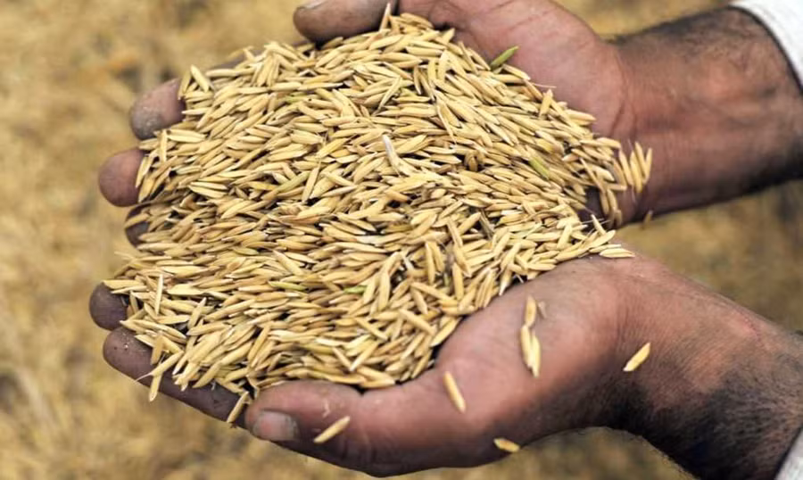 Vỏ trấu là nguyên liệu dồi dào để sản xuất pin sạc.