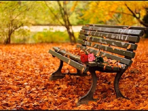 THÌ THẦM CÂY ảnh 1