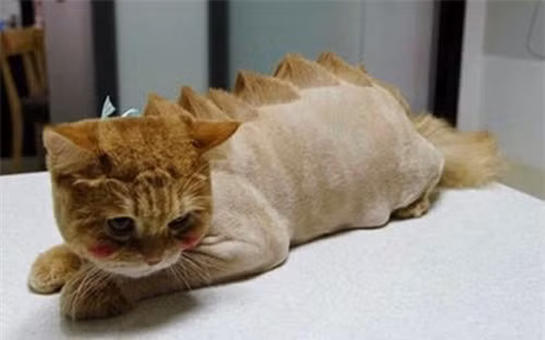 Chú chó được cắt tỉa lông theo phong cách khủng long.