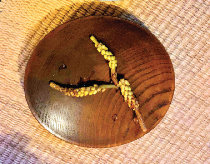 Ngọn thông đỏ lên men Ngọn thông đỏ lên men