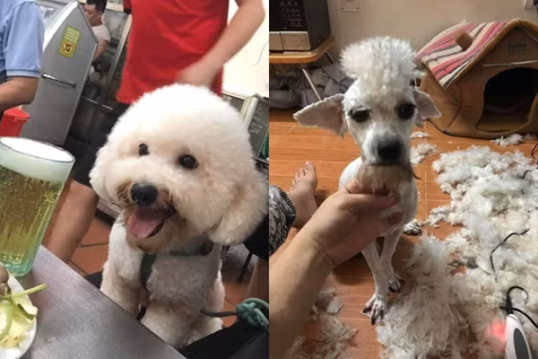Giao chú chó cho em trai tỉa lông, anh chàng khóc cạn nước mắt khi nhận thành quả