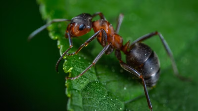 Kiến nhảy Ấn Độ có thể teo nhỏ não, mở rộng buồng trứng.