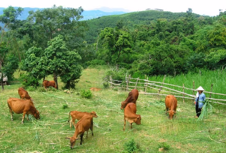 Vụ án mạng gây hoang mang cho người làm nghề chăn thả gia súc.