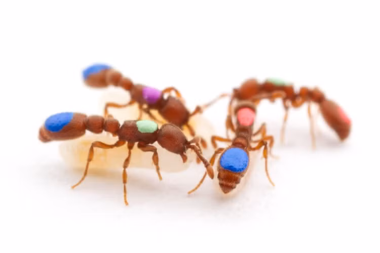 Kiến nhảy Ấn Độ.