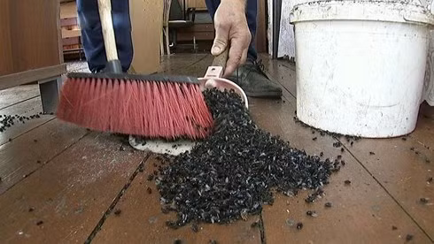 Người dân quét dọn xác ruồi chết...