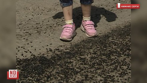 Đàn ruồi khổng lồ xâm chiếm ngôi làng tại Nga ảnh 1 Đàn ruồi khổng lồ xâm chiếm ngôi làng tại Nga ảnh 1