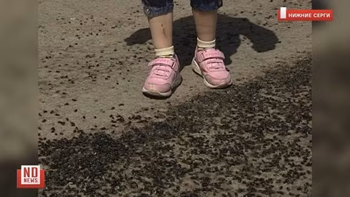 Đàn ruồi khổng lồ xâm chiếm ngôi làng tại Nga ảnh 1 Đàn ruồi khổng lồ xâm chiếm ngôi làng tại Nga ảnh 1