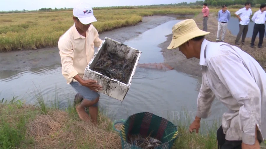 Mô hình nuôi tôm càng xanh xen canh ruộng lúa ở một số tỉnh ĐBSCL bước đầu phát huy hiệu quả.