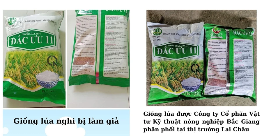 Giống lúa nghi bị làm giả và giống được Công ty Cổ phần vật tư kỹ thuật nông nghiệp Bắc Giang phân phối tại Lai Châu.